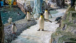 Antarctica: Empire Of The Penguin Logo