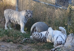 Sierra Nevada Zoological Park Logo