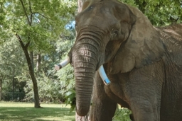 East Texas elephant experience Logo
