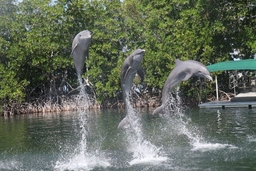 Dolphins Plus Bayside Logo