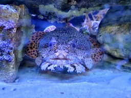 Gulf Specimen Aquarium Logo