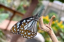 Butterfly House & Aquarium Logo