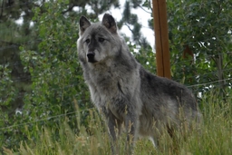 Colorado Wolf and Wildlife Center Logo