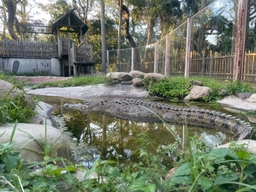 St. Augustine Alligator Farm Zoological Park Logo
