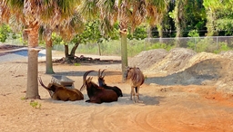 Gulf Breeze Zoo Logo