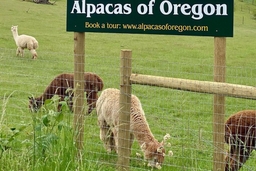 Alpacas of Oregon Logo