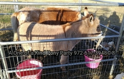 A One of A Kind Pony Party Logo