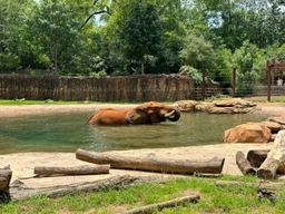 Zoo Atlanta Logo