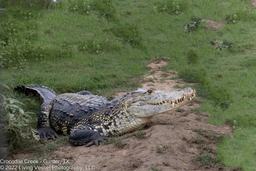 Crocodile Creek & Alligators Logo
