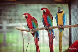 Parrots in Paradise Logo
