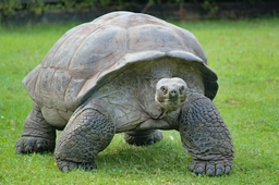 Essex County Turtle Back Zoo Logo