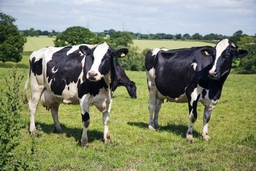 Bluebell Dairy Farm Park Logo