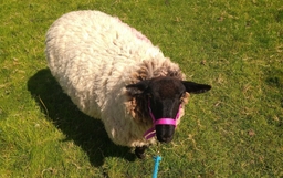 Somerset Sheep Trekking Logo