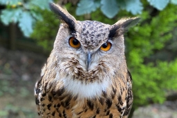 Rutland Falconry and Owl Centre Logo