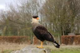 Hawk Conservancy Trust Bird of Prey Centre Logo