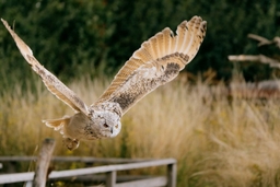 Suffolk Owl Sanctuary Logo
