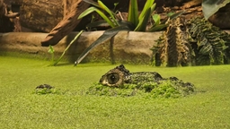 Crocodiles of the World Logo