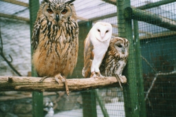 The Owls Trust Logo