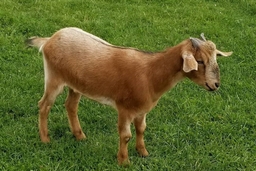 Goats on 86 Logo