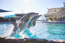 Dolphin Marine Conservation Park Logo