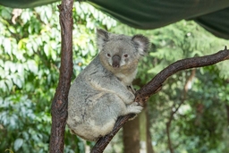 Koala Park Sanctuary Sydney Logo