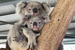 Cohunu Koala Park Logo