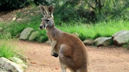 Australian Wildlife Sanctuary Logo