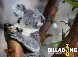 Billabong Zoo: Koala & Wildlife Park Logo
