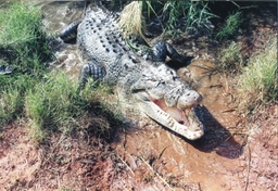 Malcolm Douglas Crocodile Park Logo