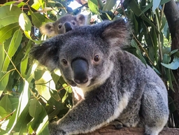 Lone Pine Koala Sanctuary Logo