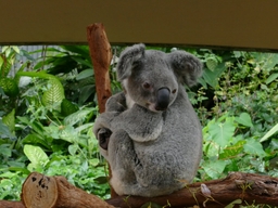 Kuranda Koala Gardens Logo