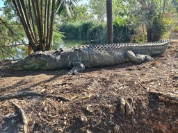 Crocodylus Park Logo