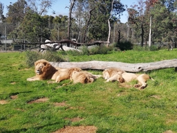 Tasmania Zoo Logo