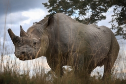 Imire Rhino & Wildlife Conservation Logo