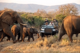 Thanda Safari - Private Game Reserve Logo