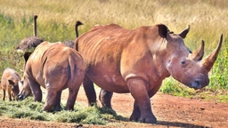 Bothongo Rhino & Lion Nature Reserve Logo