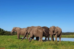 Elephant Sanctuary Plettenberg Bay Logo