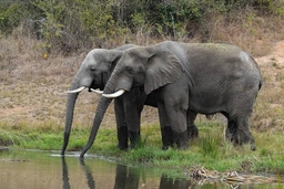 Elephant Sanctuary Hartbeespoort Logo