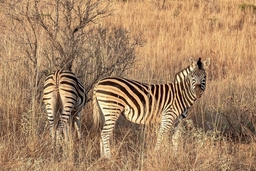 Nkomazi Private Game Reserve Logo