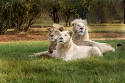 Lion & Safari Park Logo