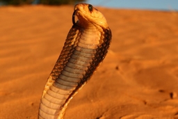 Hartbeespoort Dam Snake and Animal Park Logo