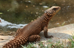 Chameleon Village Reptile & Conservation Park Logo