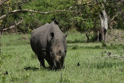 Ziwa Rhino Wildlife Ranch Logo