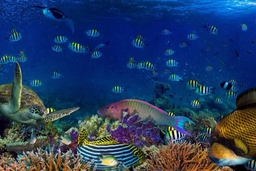Aqua Vega Aquarium Logo