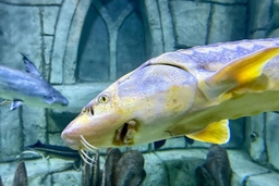 Trabzon Aquarium Logo