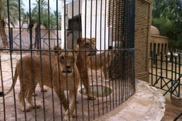 Zoo of Sahara Logo