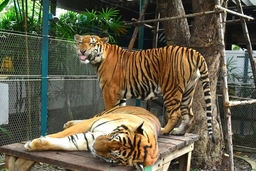 Tiger Park Pattaya Logo