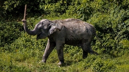 Phuket Elephant Sanctuary Village Logo