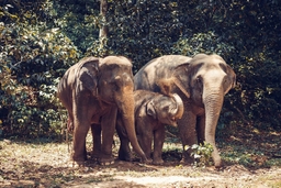 Green Elephant Sanctuary Park Logo