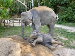 Elephant Wildlife Sanctuary Logo